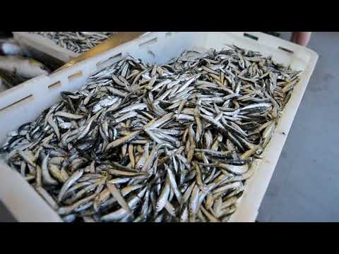 MY Axioma limo tender Fjord 44 Coupé private charter with awarded chef and watertoys Croatia 2020