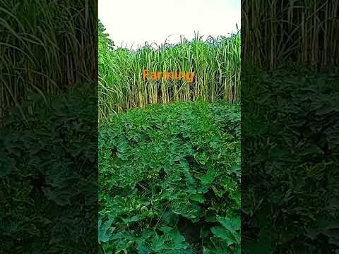 naseeba bhi humko kahan laya #kisan #farmer #sorts