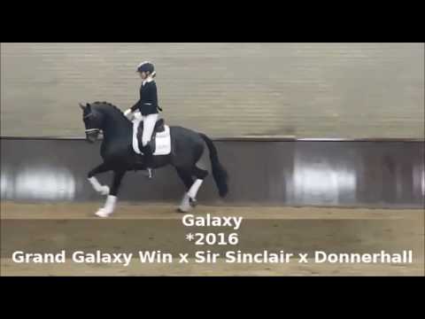 Galaxy Hengstvorführung