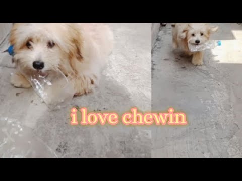 Sarah is chewing a plastic bottle!|Sushmita &Sarah
