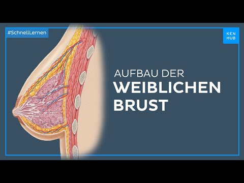 Aufbau der weiblichen Brust - Anatomie einfach erklärt | Kenhub
