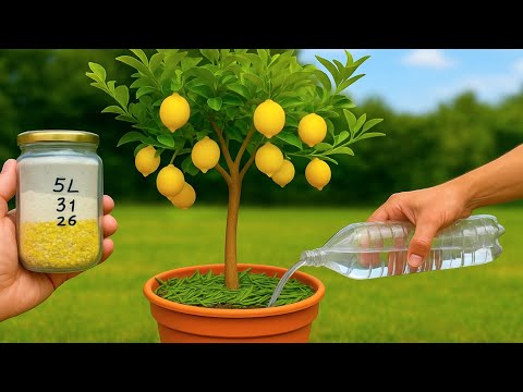🍋Cultivo de Limonero en Maceta, Consejos para Cosechar más Limones
