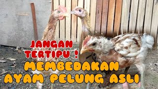 Download lagu BAGAIMANA CARA MEMBEDAKAN AYAM PELUNG ASLI ATAU PAL5U / SILANGAN ? BERIKUT INI PENJELASAN RINCINYA‼️ mp3