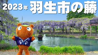 【藤の花 2023最新!!】羽生市の大天白公園で満開！【ムジナもんも登場】