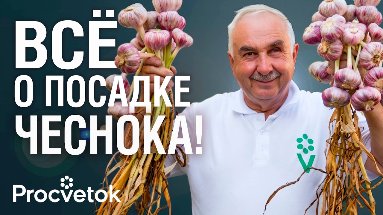Дедовский способ посадки ЧЕСНОКА, о котором молчат агрономы! Чеснок вырастет крупный и здоровый