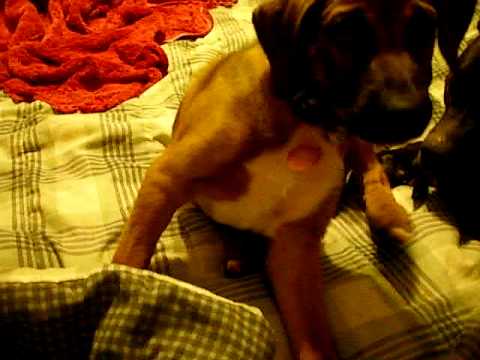 Puppy Kalik (now Brody)