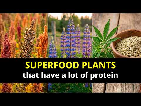 20 Superfood Plants with More Protein than Meat