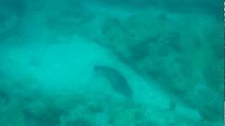 preview picture of video 'Monk seal at Kailua Beach, Hawaii'