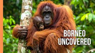 Download lagu Borneo’s Hidden Rainforest Secrets – Incredible Wildlife & Untouched Nature | Full Documentary mp3
