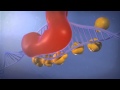 Réparer l'ADN : Nucleotide Excision Repair (NER)