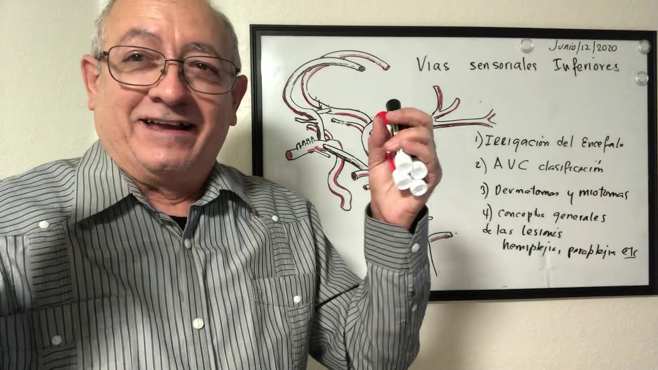 ACV. Polígono de Willis, hemiplejias