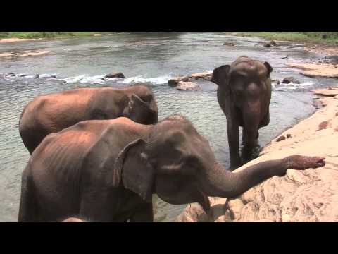 ELEPHANT ST.BRINZA/AND 537