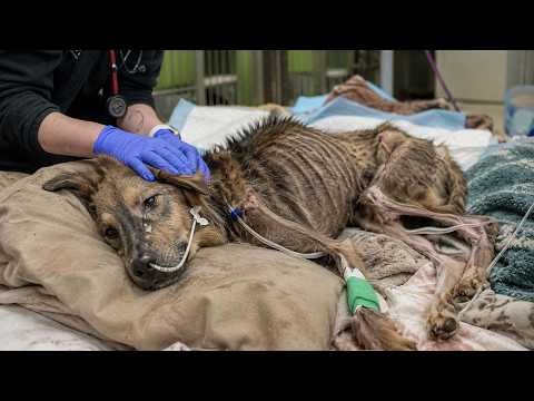 His bones pushed through his skin, but he still kissed our hands as if thanking us for saving him!