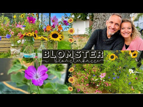 , title : 'Blomster i blomsterkasse til kun 50 kr! 🌻 Sommerblomster for nybegynnere - enkelt, smart og billig'