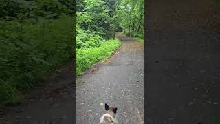 北海道　余市　犬との暮らし 7/19