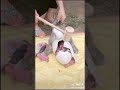 Thỏ đẻ Trứng