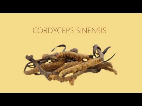 Cordycoffee Zdravější volba kávy od Activstaru