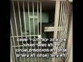 Pink- Dear Mr President מתורגם 