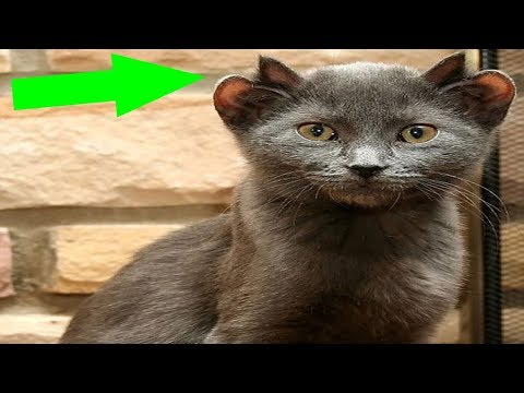 Meet Yoda, A Rare Cat Born With Four Ears