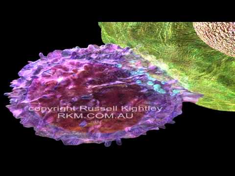 Your Immune System Natural Born Killer Crash Course Biology #32 YouTube