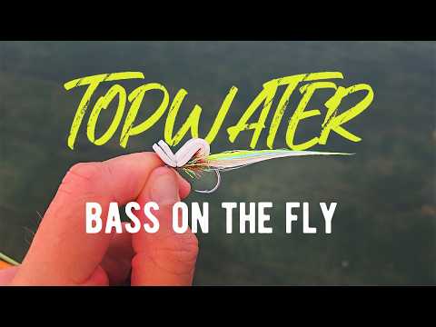 Topwater Bass On the Fly | Saltwater Fly Fishing UK