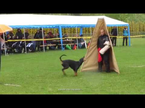 Dobermann IDC World Championship 2019  Hungary   Compilation  Stage  C   Sunday  05   05   2019