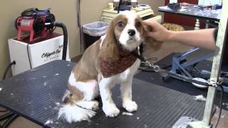 preview picture of video 'Gatsby Gets Groomed at Dogma | Best of Main Line | Dog Grooming Wayne PA 19087'