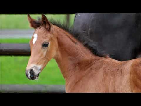 Hengstfohlen von Rock Springs - Don Nobless