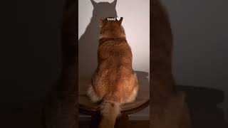 cute #capcut #cat #imut #viralvideo #cute #kitten #funny #kitty #trending #cutecat