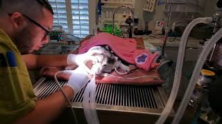 Ask The Vet - Dog Dental Cleaning