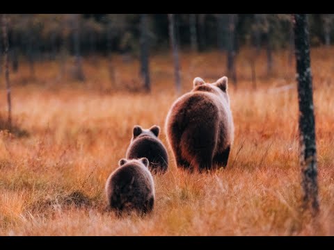 Mick Pedaja & Angeelia - Looduse kihid / Layers of Nature