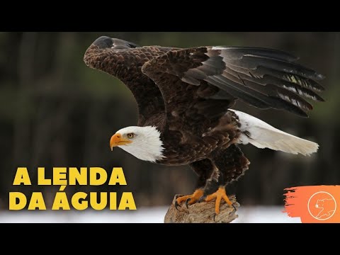 A LENDA DA ÁGUIA | Lenda da Renovação da Águia é verdadeira?