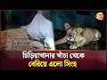 চিড়িয়াখানার খাঁচা থেকে বেরিয়ে এলো