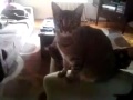 Grady Cat Goodbye Pets
