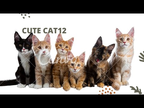 Funny Cat Scares Of Ordinary Things - Cute And Funny Cat Reactions | Aww Animals # 12