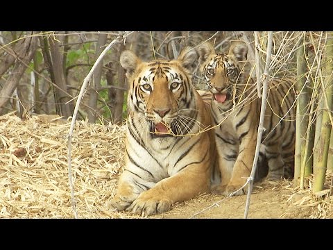 download lagu mp3 mp4 The Endangered Tiger, download lagu The Endangered Tiger gratis, unduh video klip The Endangered Tiger