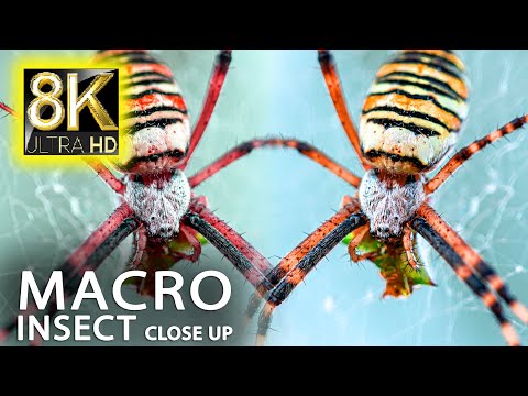 Admire The Insect World in 8K ULTRA HD - Wildlife and Animal Relaxing Music with Real Nature Sounds