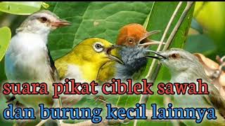 Download lagu Suara pikat untuk semua jenis burung kecil,ciblek sawah kombinasi kutilang ribut mp3
