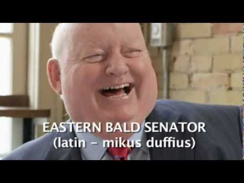The Eastern Bald Senator - Hinterland Who's Who