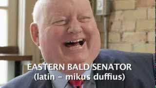 The Eastern Bald Senator - Hinterland Who's Who