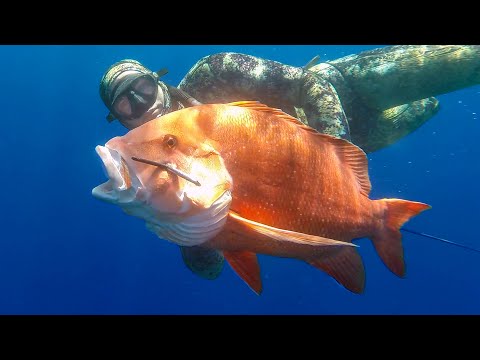 46m Freedive to Secret Never Before Speared Reef
