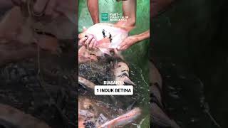 Download lagu Production of Quality Tilapia Broodstock | Part 1 #cultivation #tilapia mp3