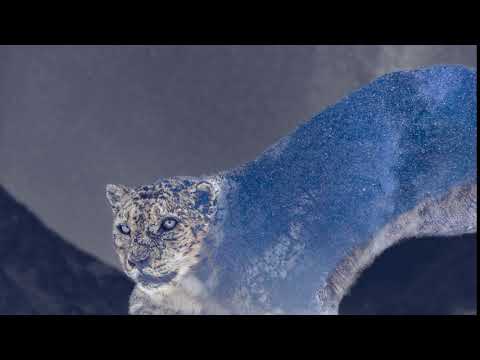 Snow Leopard and Night Timelapse double exposure video