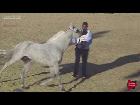 N.151 MAKHOOL AL NAIF - 2019 Qatar Int. Peninsula show - Stallions 4 to 10 years old (Class 10)