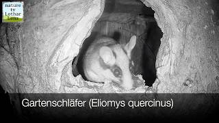 Gartenschläfer (Eliomys quercinus)