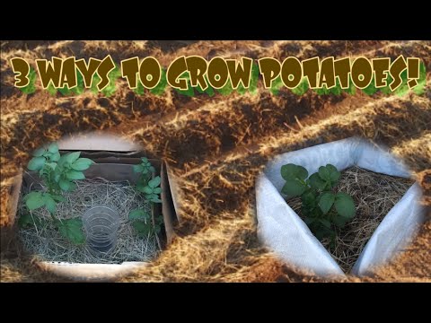 Cardboard Potato Tower Update with 2 more EASY WAYS to Grow Potatoes!