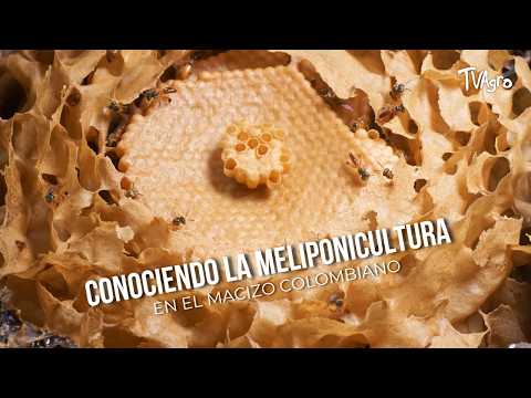 Conociendo la Meliponicultura en el macizo colombiano - TvAgro por Juan Gonzalo Angel