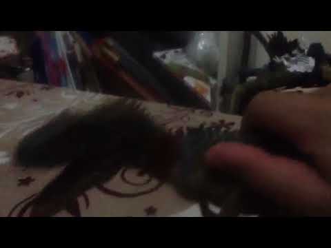 Landence The True|The Dino Family-#3