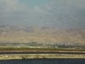 Storks Near Tirat Tswi In The Jordan Valley
