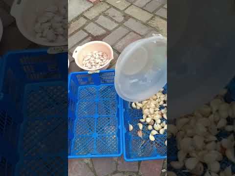 ニンニクが好きな木はどれですか?なぜ特に彼らの足元に植えるのでしょうか？  庭園